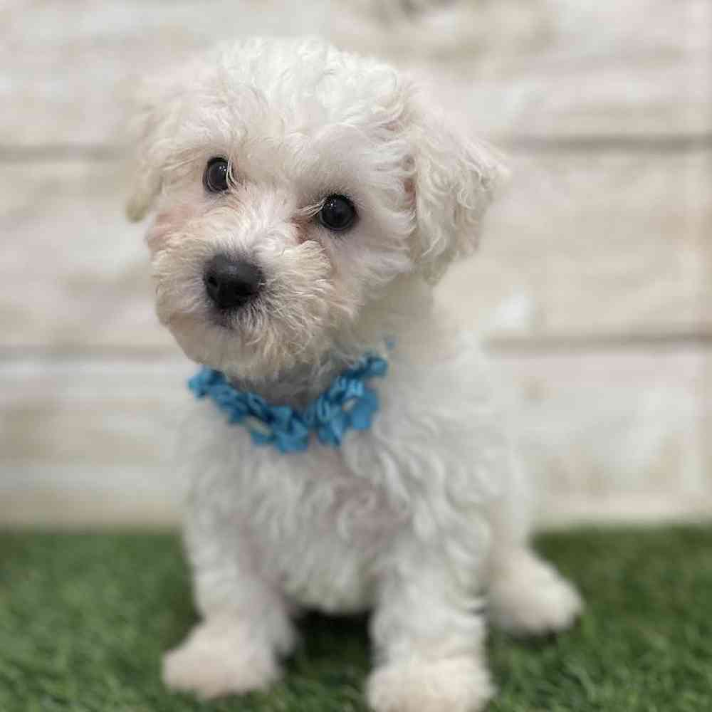 Female Bichon Frise Puppy for Sale in Braintree, MA