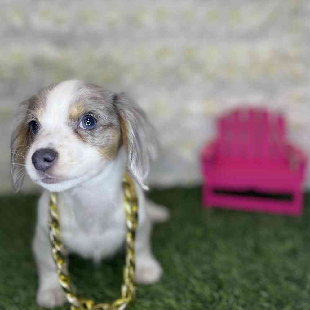 Male Chiweenie Puppy for Sale in Braintree, MA