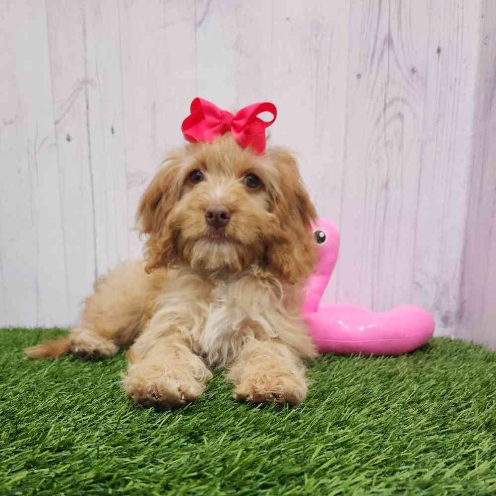 Female Cockapoo Puppy for Sale in Braintree, MA