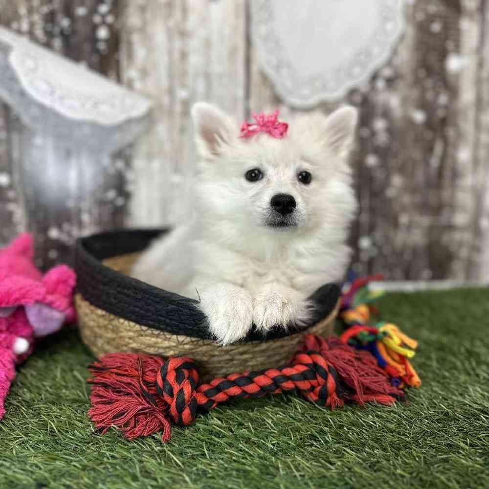 Female American Eskimo Puppy for Sale in Saugus, MA