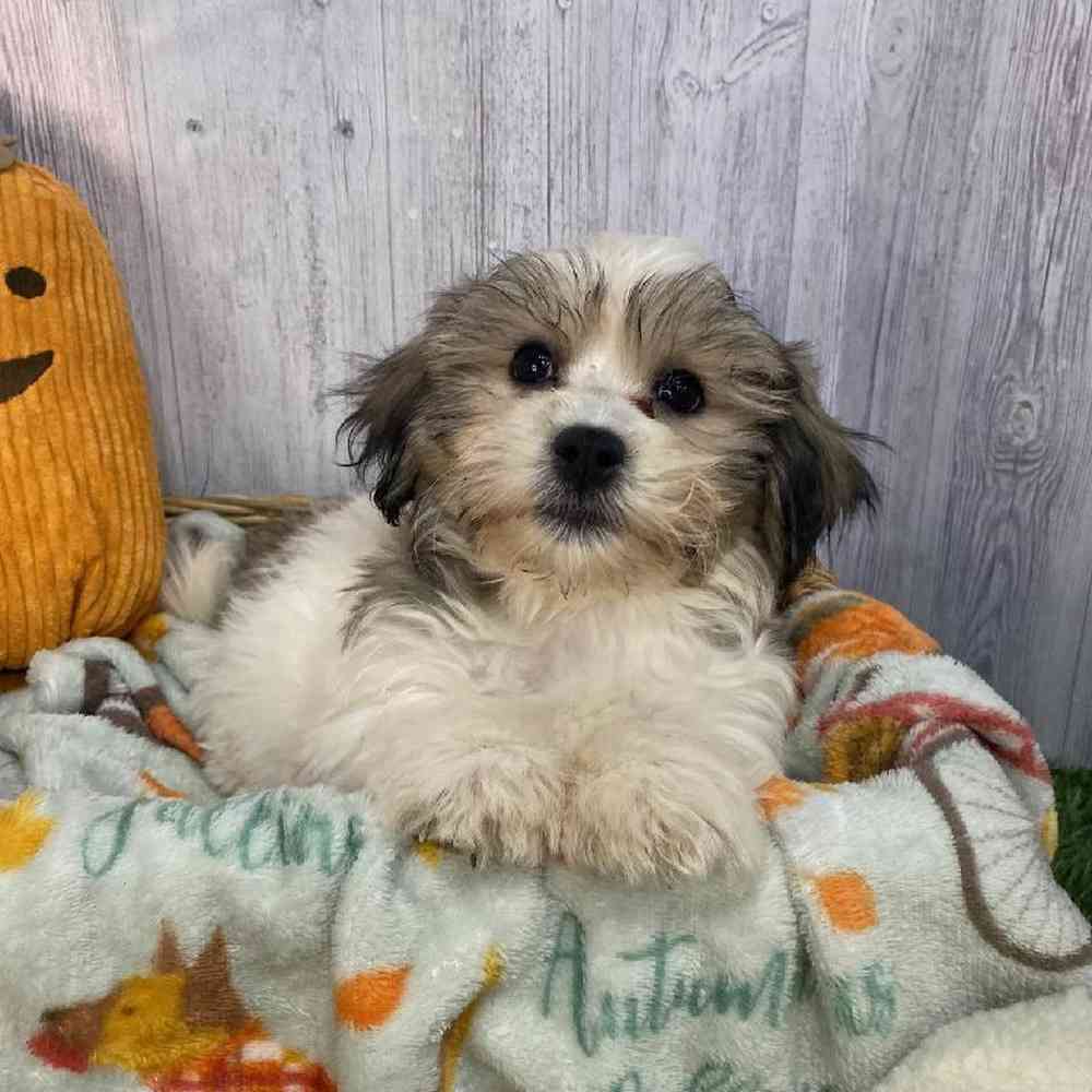 Female Teddy Bear (Zuchon) Puppy for Sale in Saugus, MA