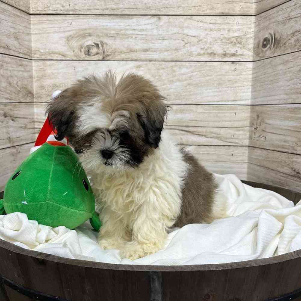 Male Lhasa Apso Puppy for Sale in Saugus, MA