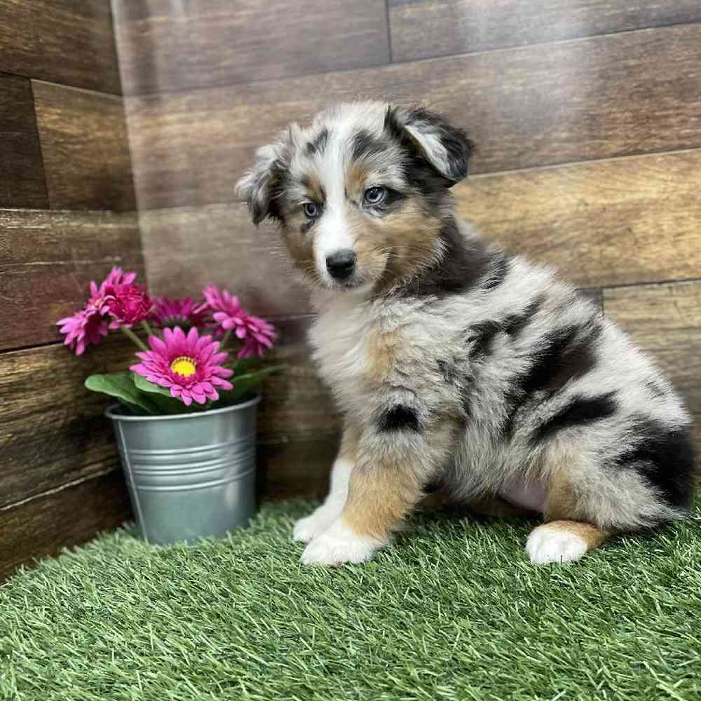 Female Miniature Australian Shepherd Puppy for Sale in Braintree, MA