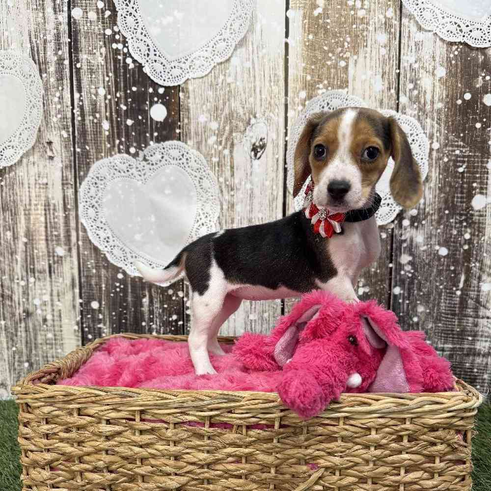 Female Beagle Puppy for Sale in Saugus, MA