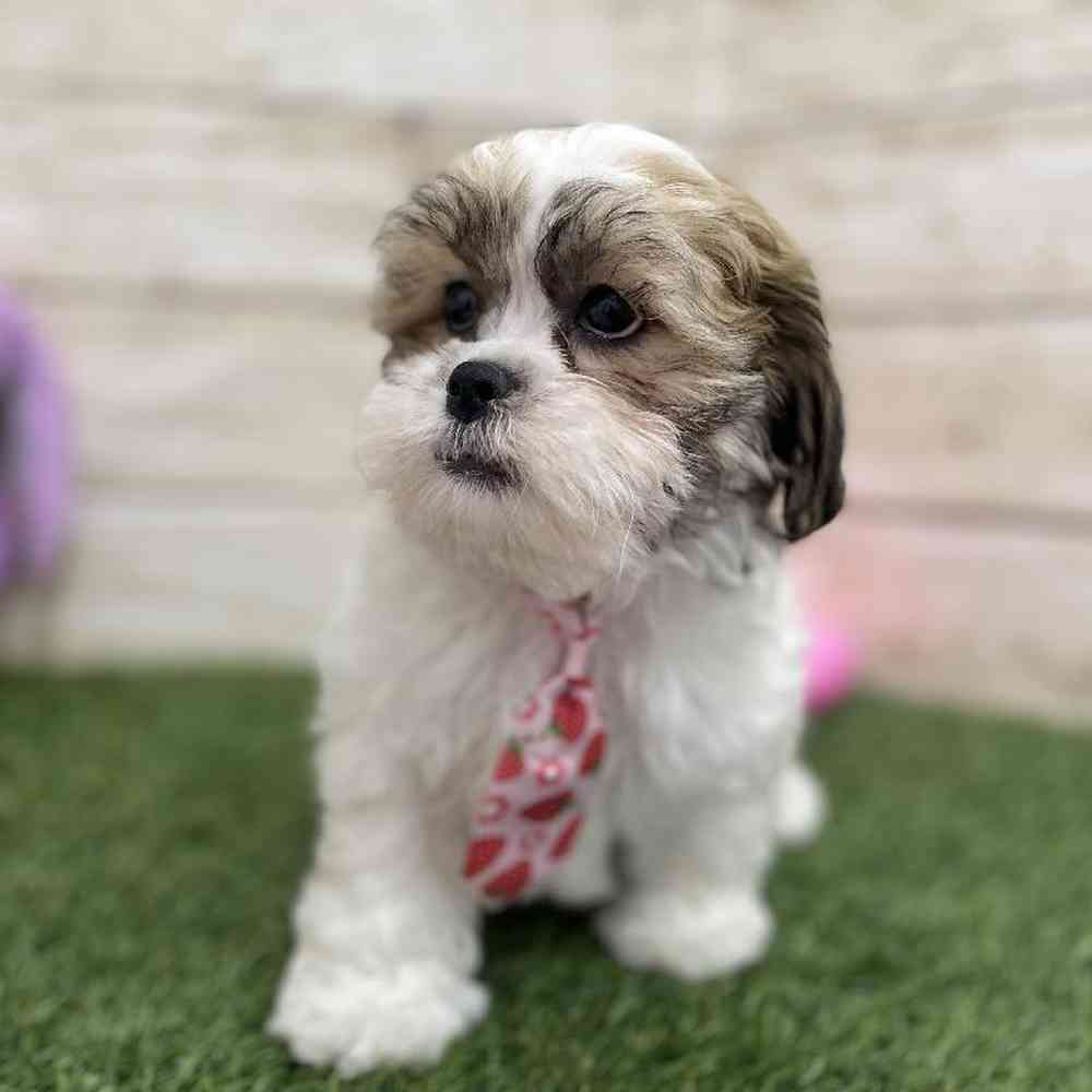 Male Teddy Bear (Zuchon) 2nd Gen Puppy for Sale in Braintree, MA