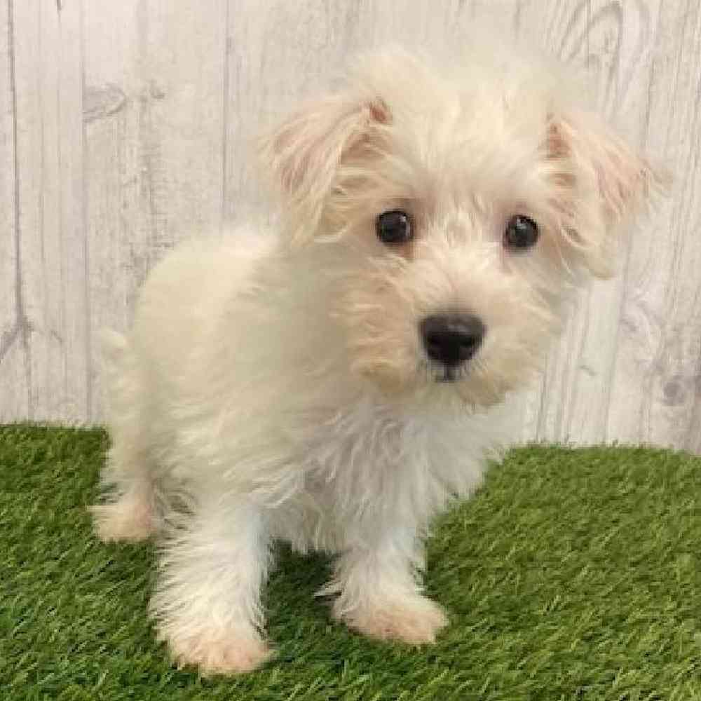 Male Wee-Chon Puppy for sale