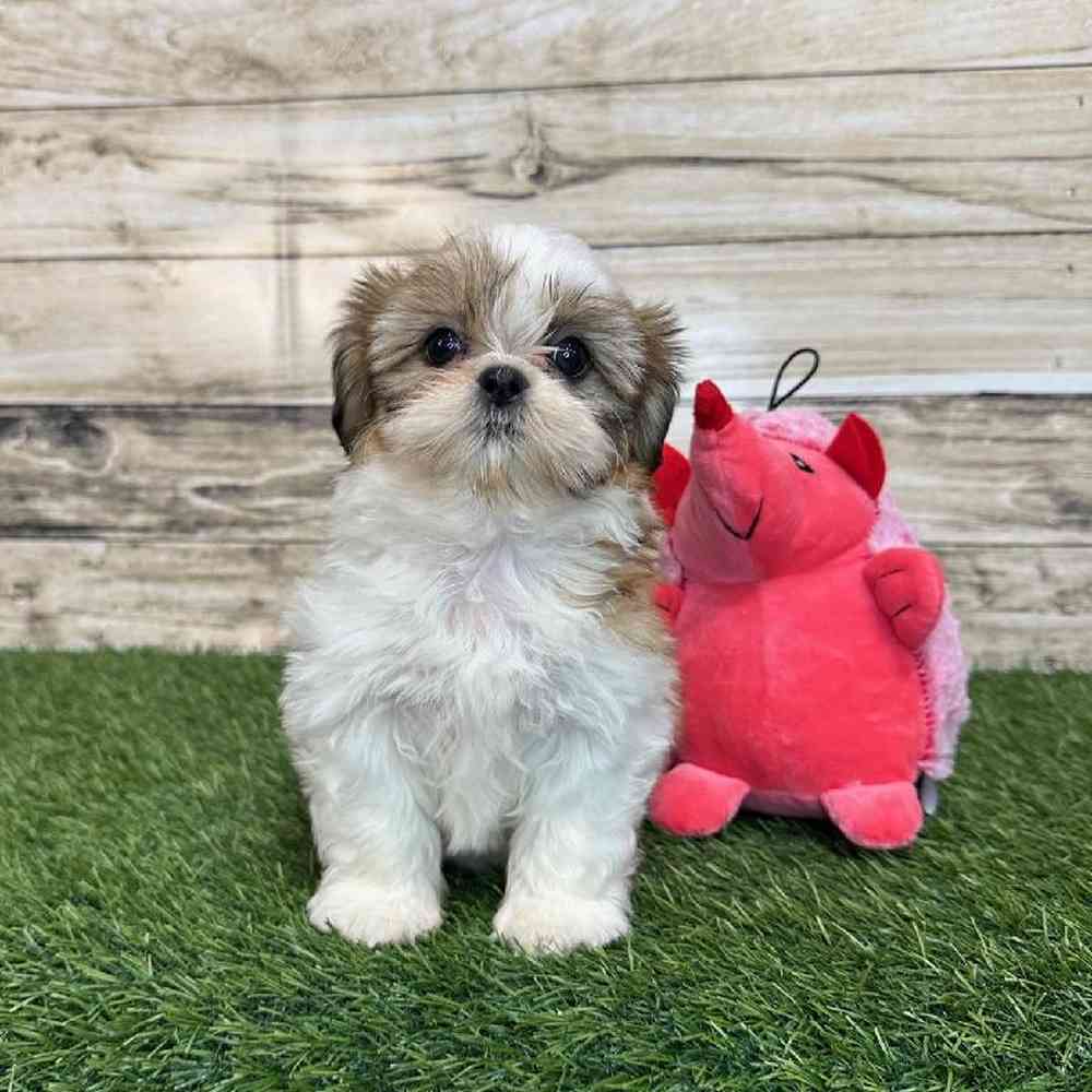 Female Shih Tzu Puppy for Sale in Saugus, MA