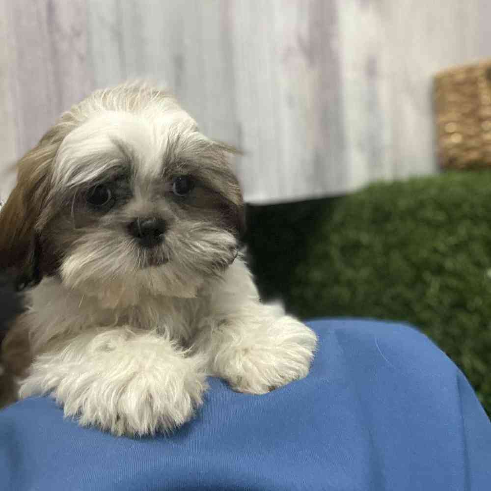 Male Shih Tzu Puppy for Sale in Saugus, MA