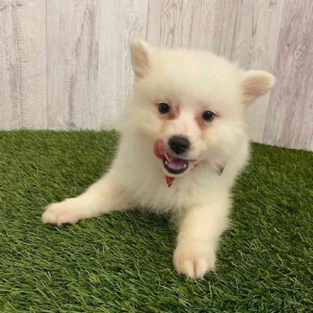 Male American Eskimo Puppy for sale