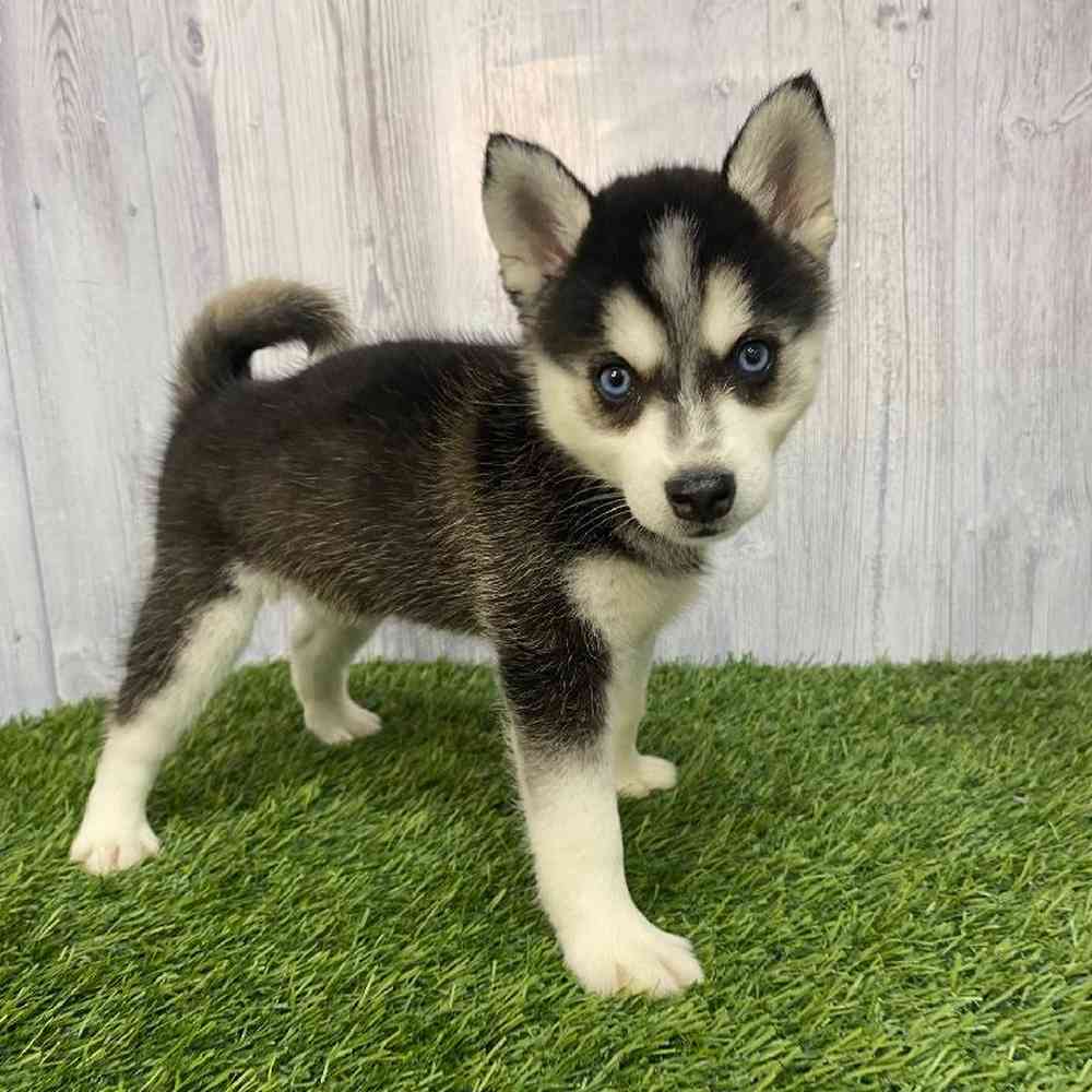 Female Alaskan Klee Kai Puppy for Sale in Saugus, MA