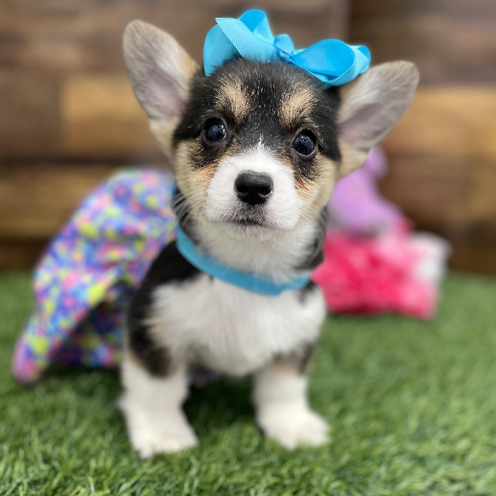 Female Pembroke Welsh Corgi Puppy for Sale in Braintree, MA