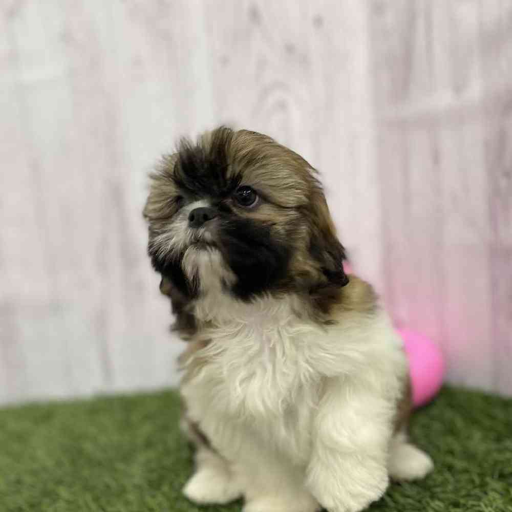 Female Shih Tzu Puppy for Sale in Braintree, MA