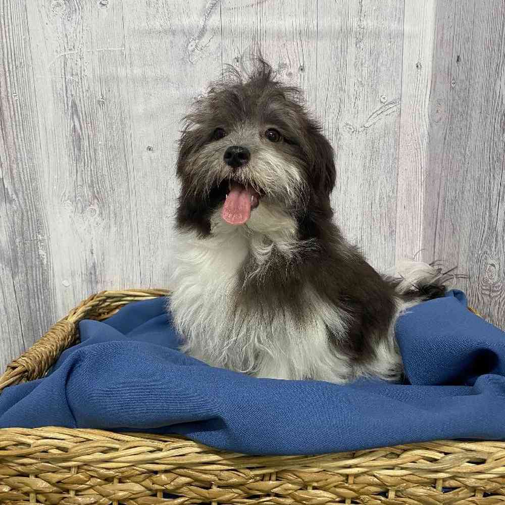 Male Havamalt Puppy for Sale in Saugus, MA