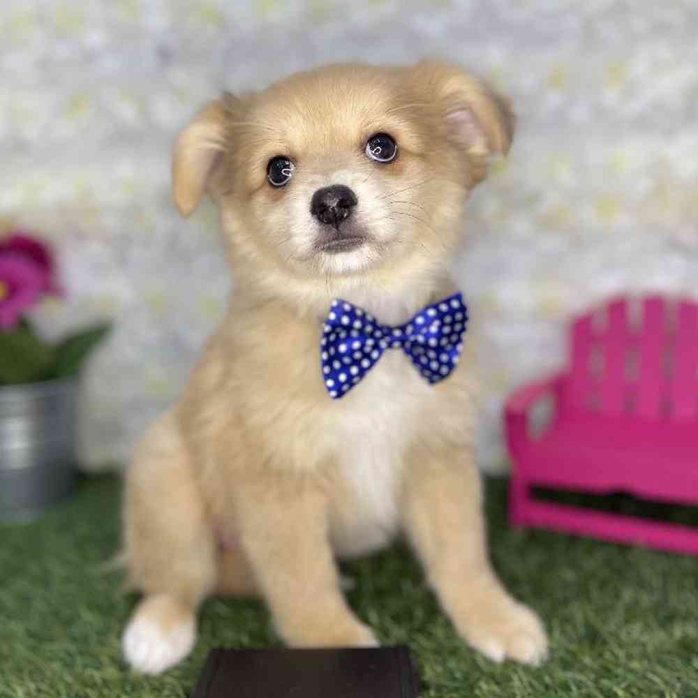 Male Aussie Pom Puppy for Sale in Braintree, MA