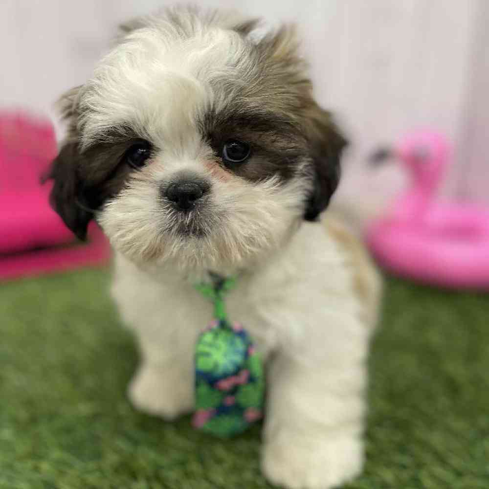 Male Shih Tzu Puppy for Sale in Braintree, MA