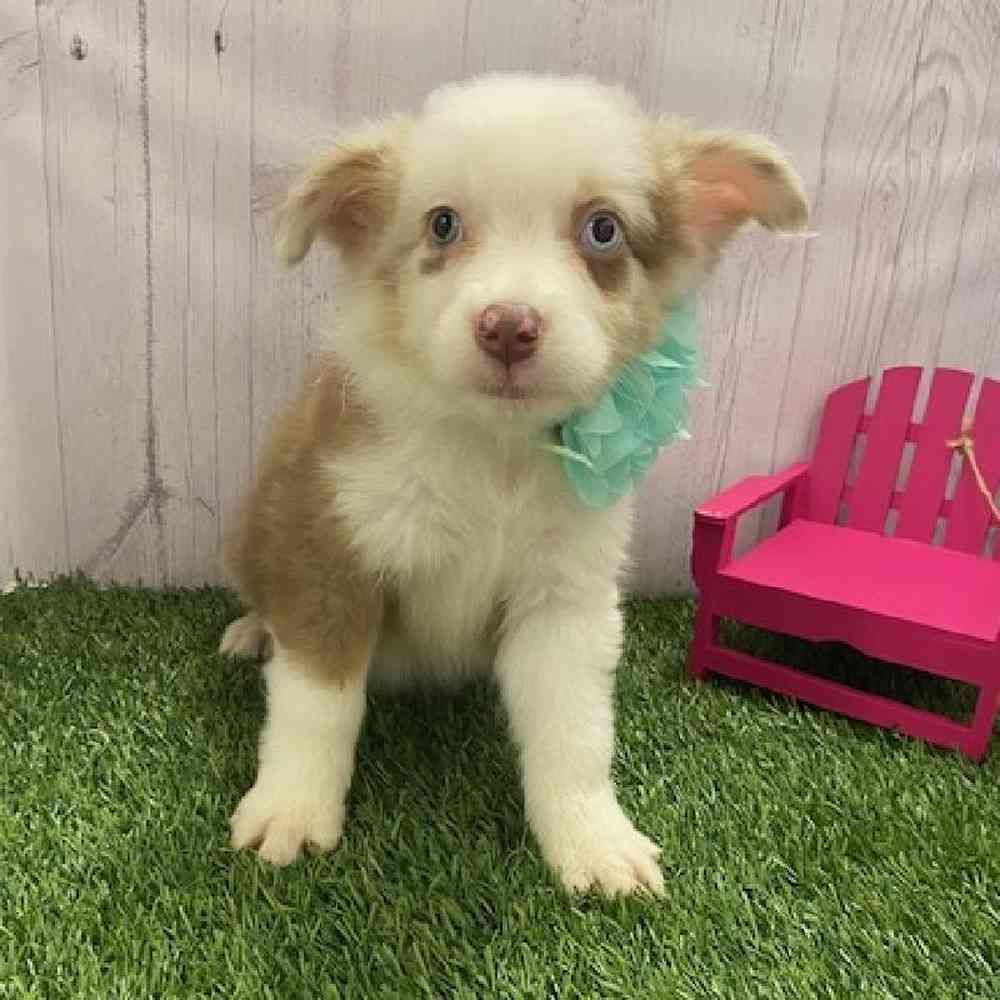 Female Australian Shepherd Puppy for Sale in Braintree, MA