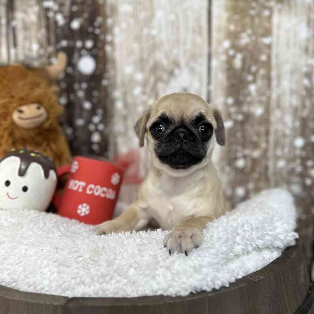 Female Pug Puppy for Sale in Saugus, MA