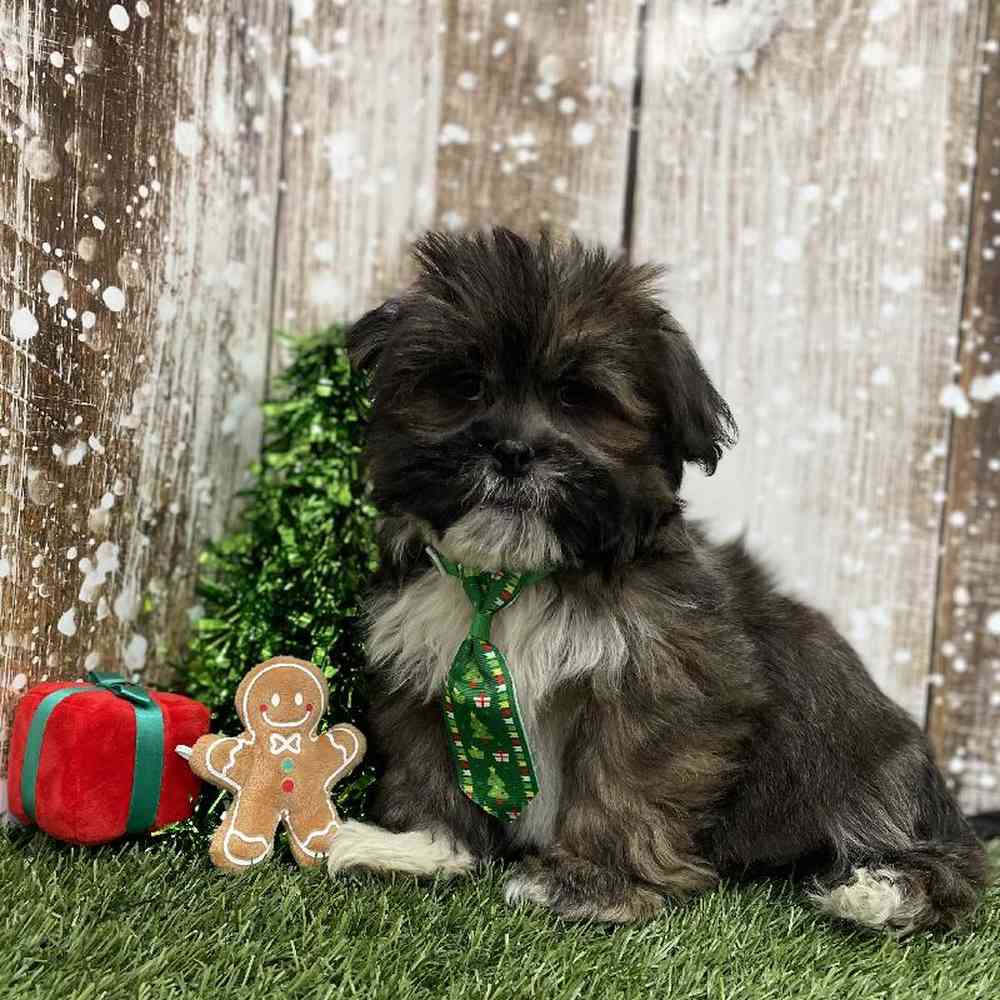 Male Lhasa Apso Puppy for Sale in Braintree, MA