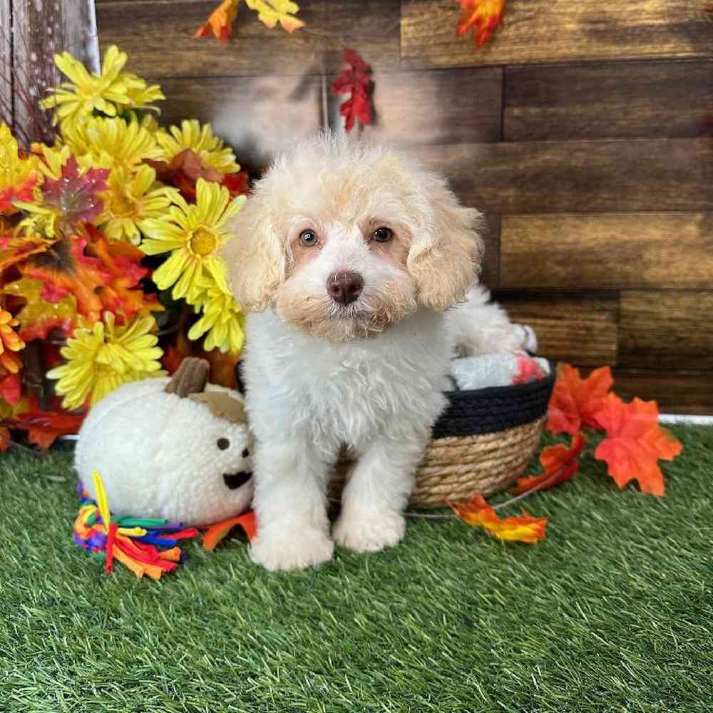 Female Mini NewfyPoo Puppy for Sale in Saugus, MA