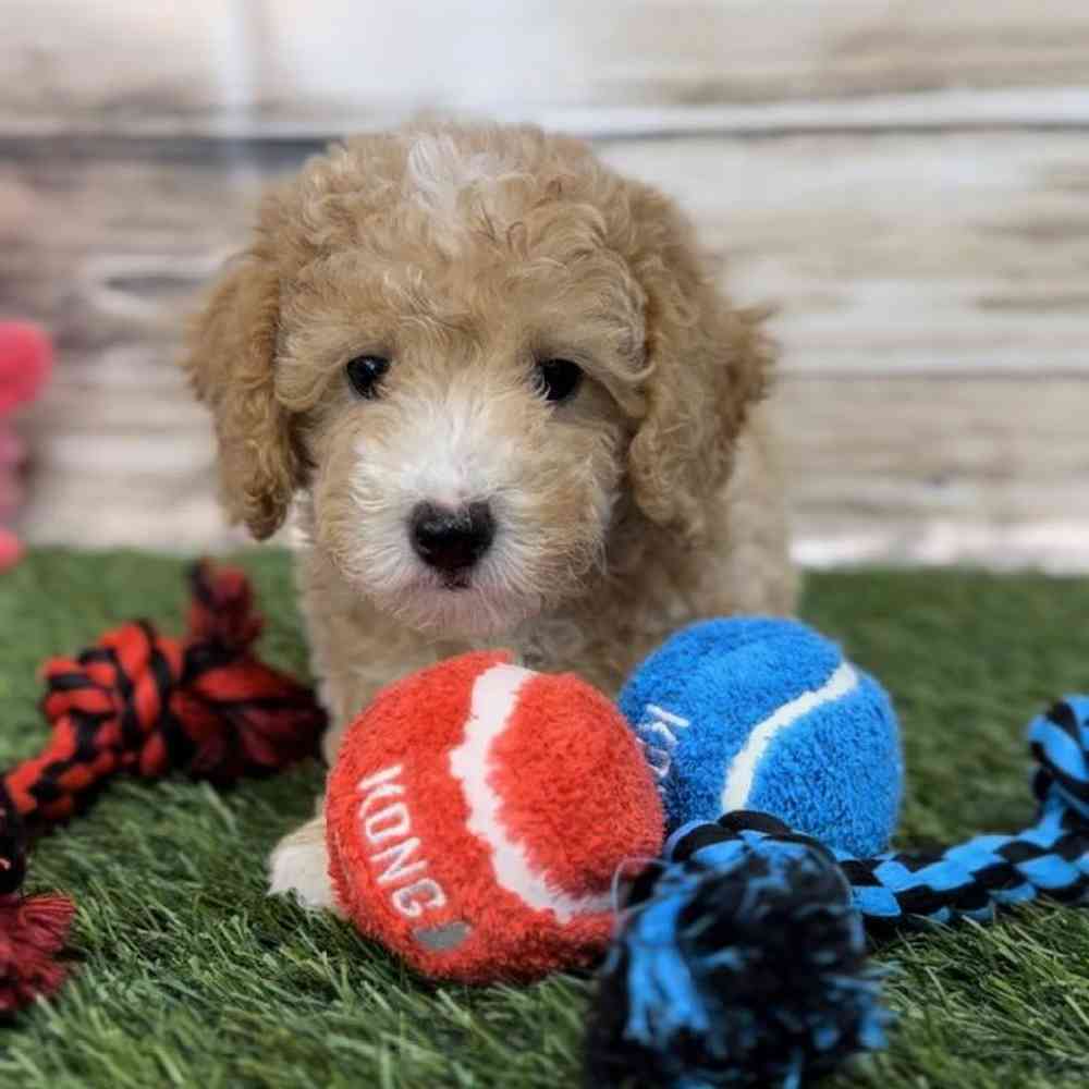 Male Poodle (MINI) Puppy for Sale in Saugus, MA