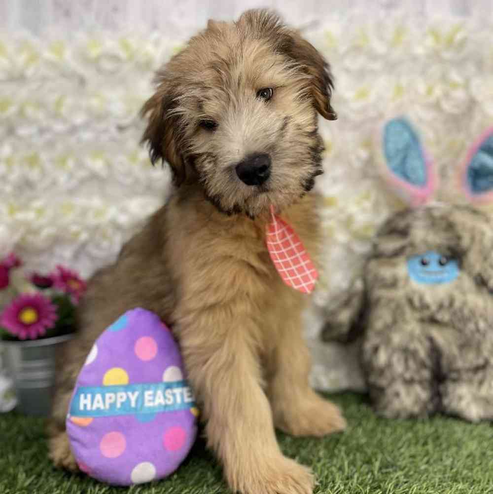 Male Soft Coated Wheaten Terrier Puppy for Sale in Braintree, MA