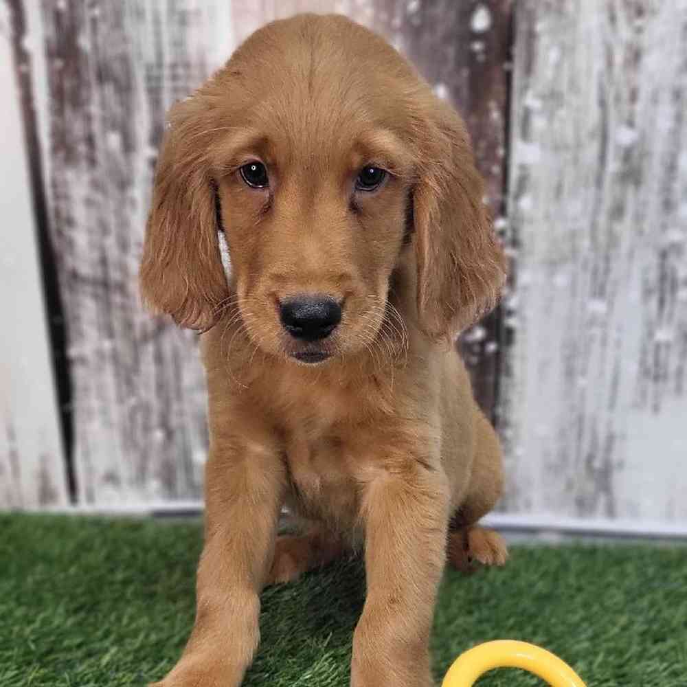 Male Golden Retriever Puppy for Sale in Saugus, MA