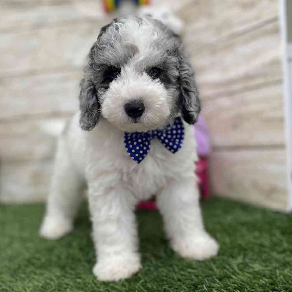 Male Mini Sheepadoodle 2nd Gen Puppy for Sale in Braintree, MA