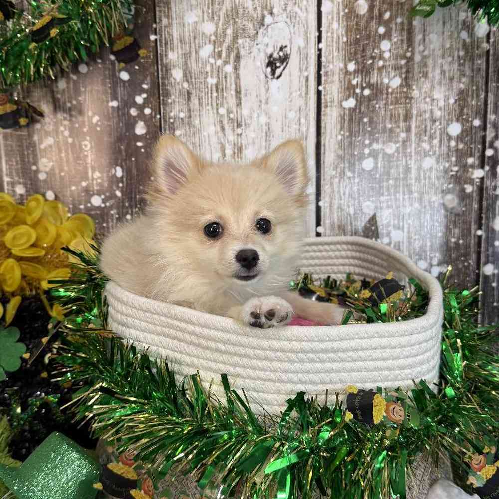 Female Pomeranian Puppy for Sale in Saugus, MA