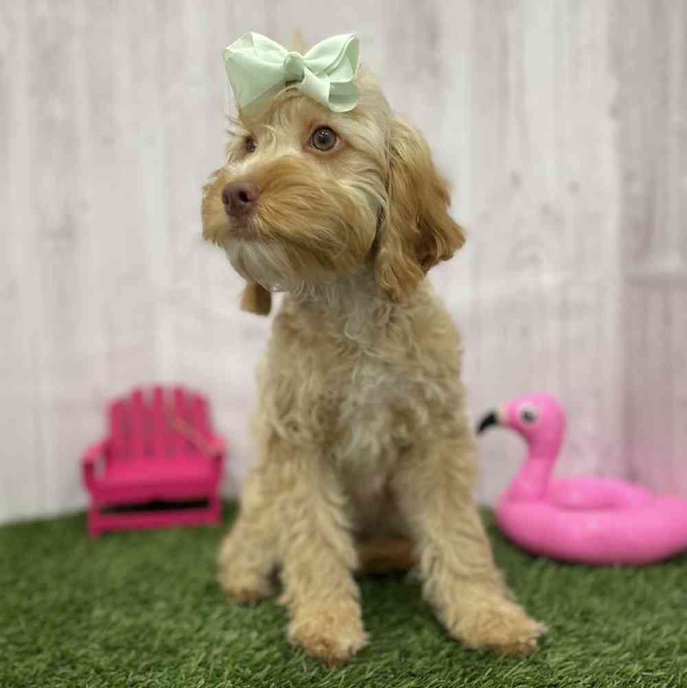 Female Cockapoo Puppy for Sale in Braintree, MA
