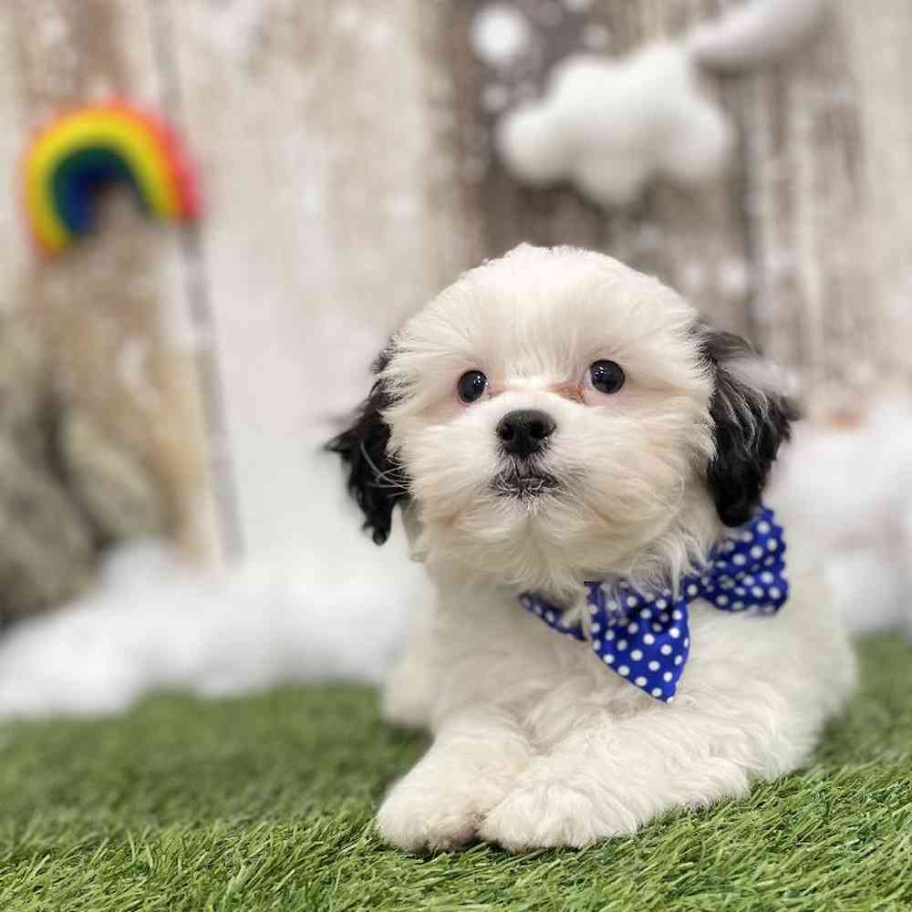 Male Shih-Poo Puppy for Sale in Braintree, MA
