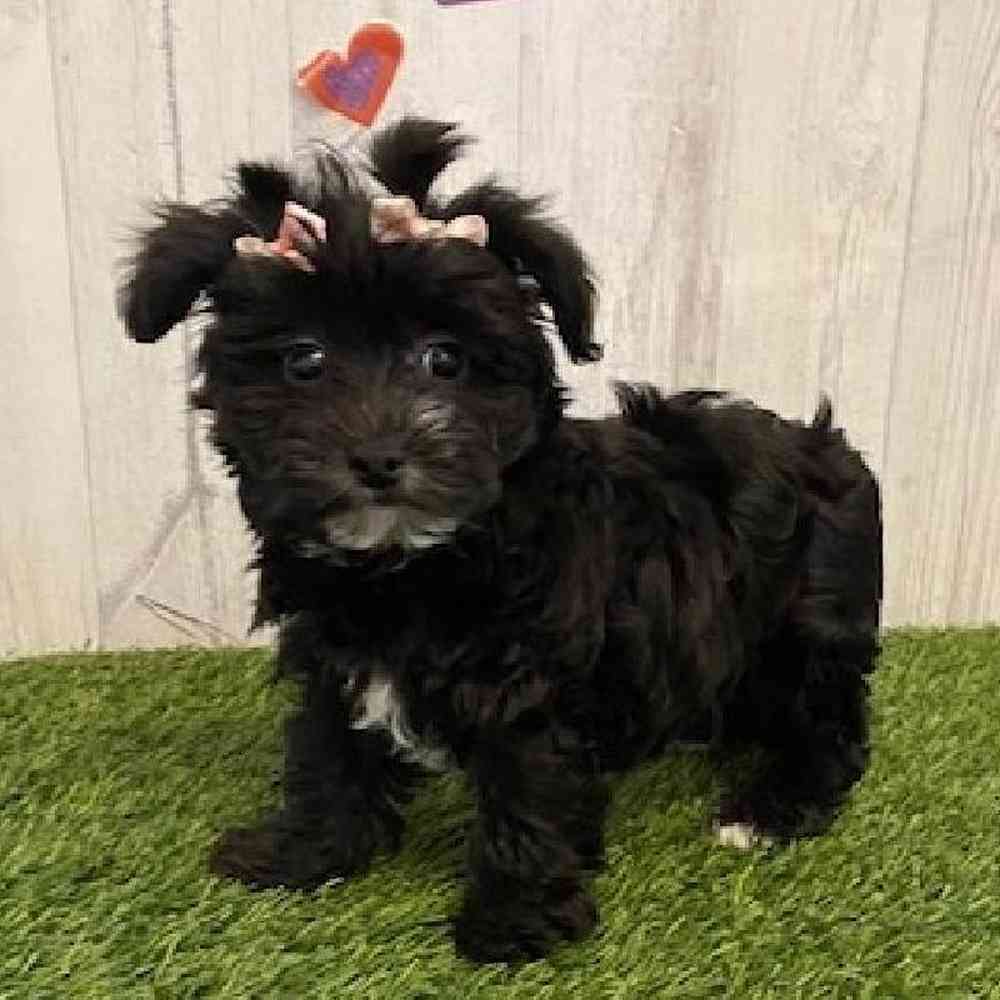 Female Maltichon-Yorkie Mix Puppy for sale