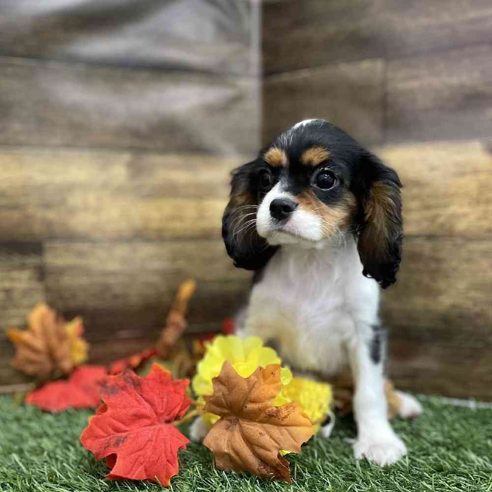 Female Cavalier King Charles Spaniel Puppy for Sale in Braintree, MA