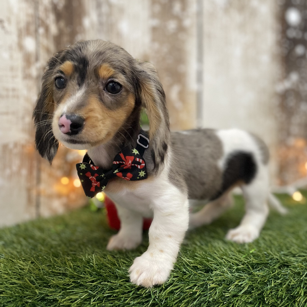 Male Dachshund Puppy for Sale in Braintree, MA
