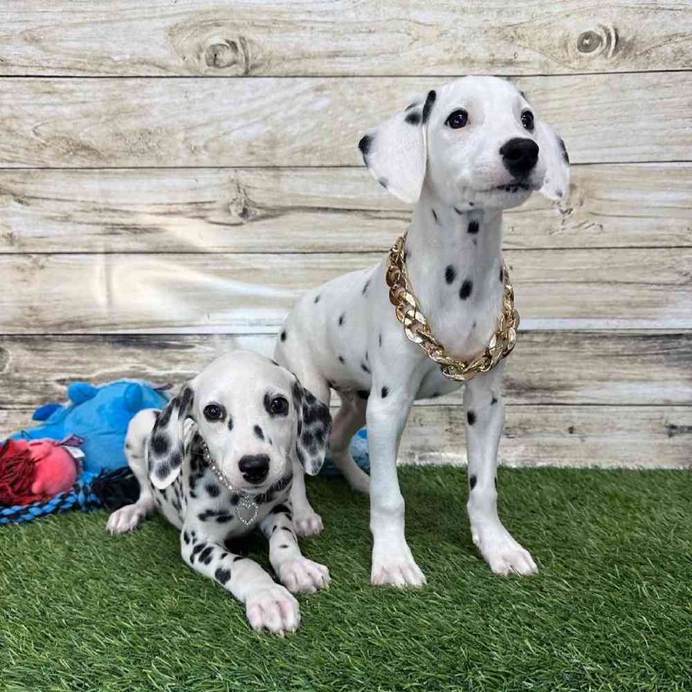 Female Dalmatian Puppy for Sale in Saugus, MA
