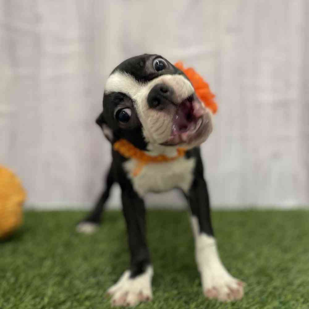 Female Boston Terrier Puppy for Sale in Braintree, MA