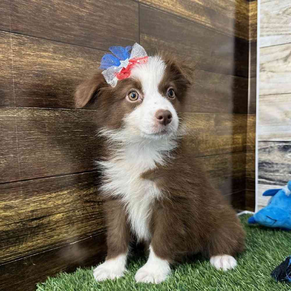 Female Miniature Australian Shepherd Puppy for Sale in Saugus, MA