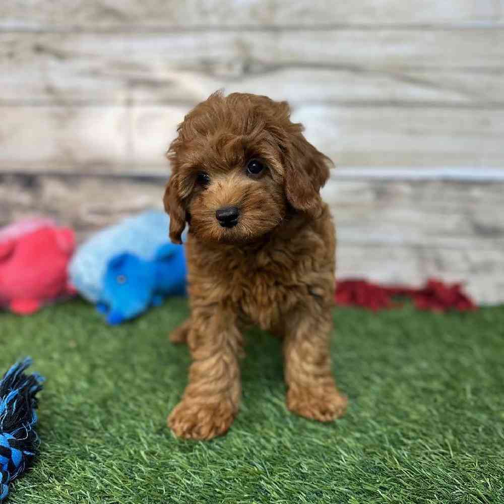 Male Mini Labradoodle 2nd Gen Puppy for Sale in Saugus, MA