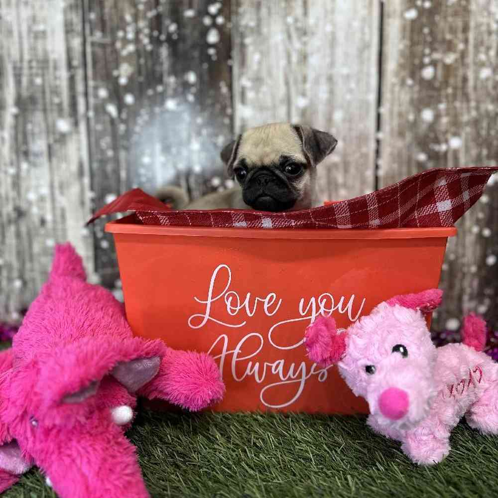 Female Pug Puppy for Sale in Saugus, MA