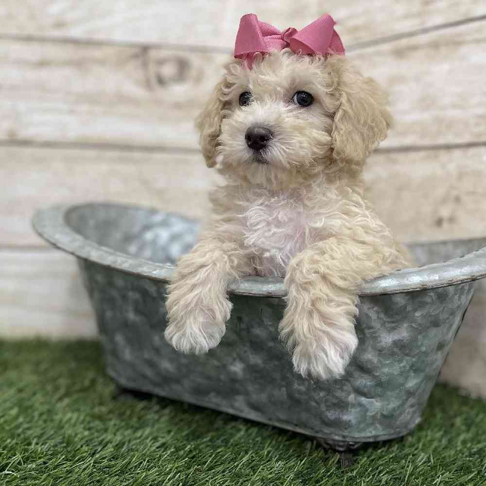 Female Cavachon Puppy for Sale in Braintree, MA