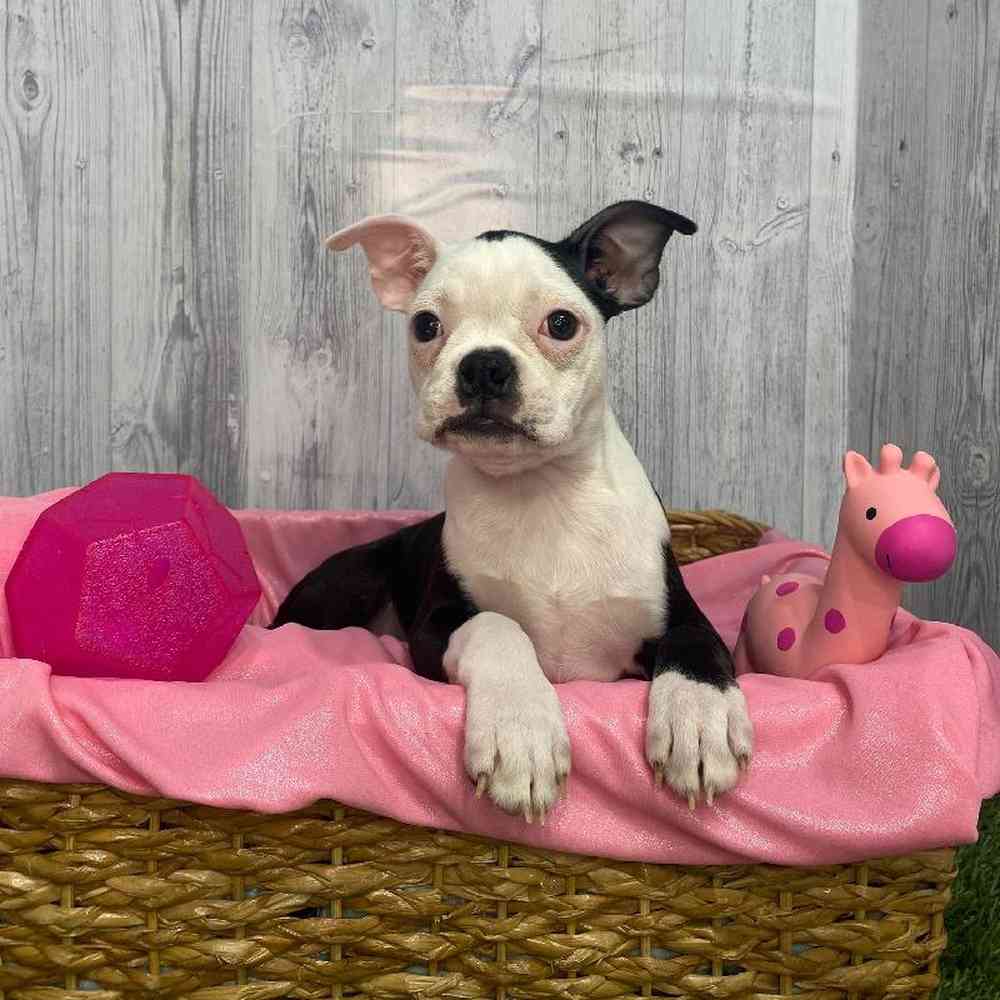Female Boston Terrier Puppy for Sale in Saugus, MA