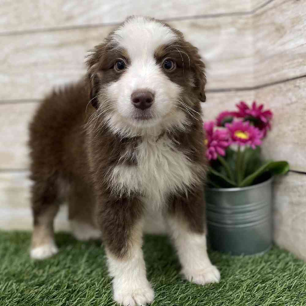 Female Miniature Australian Shepherd Puppy for Sale in Braintree, MA
