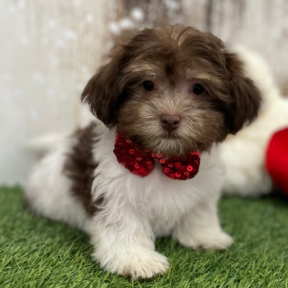 Male Havanese Puppy for Sale in Braintree, MA