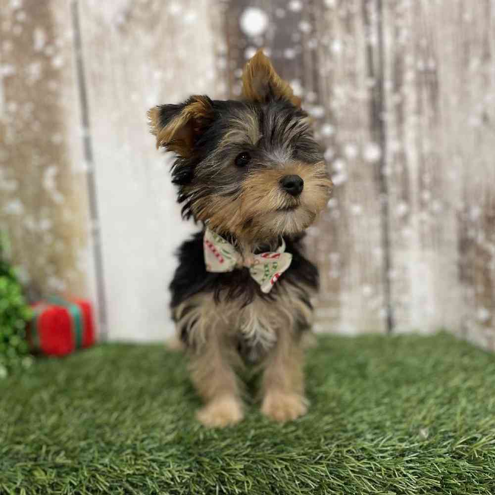 Male Yorkshire Terrier Puppy for Sale in Braintree, MA