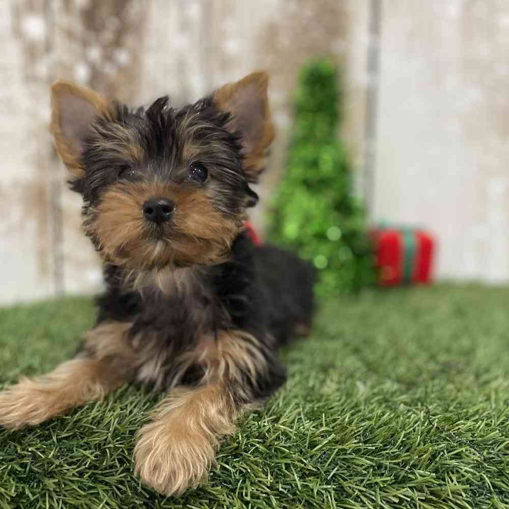 Male Yorkshire Terrier Puppy for Sale in Braintree, MA