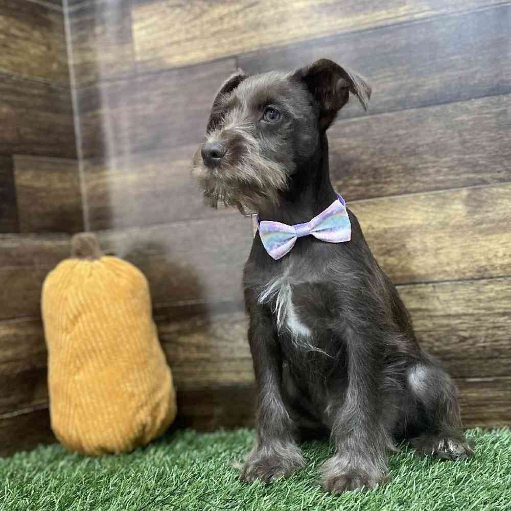 Miniature Schnauzer For Sale Pet Express Braintree