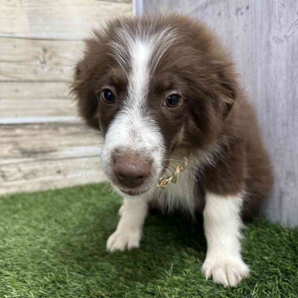 Male Miniature Australian Shepherd Puppy for Sale in Saugus, MA