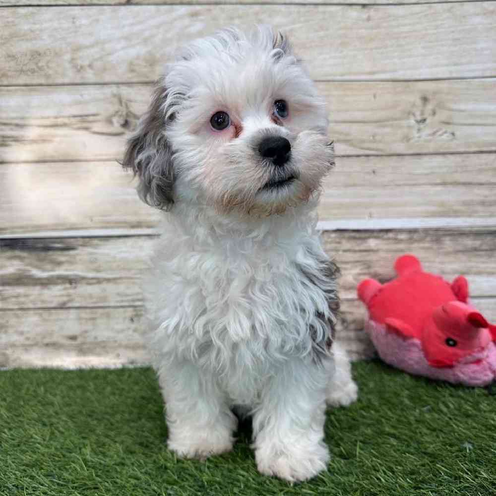 Female Shih-Poo Puppy for Sale in Saugus, MA