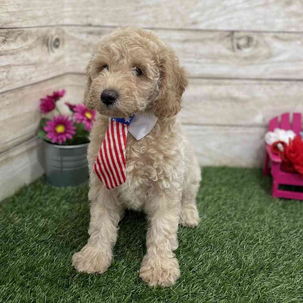 Male Mini Goldendoodle F1BB Puppy for Sale in Braintree, MA
