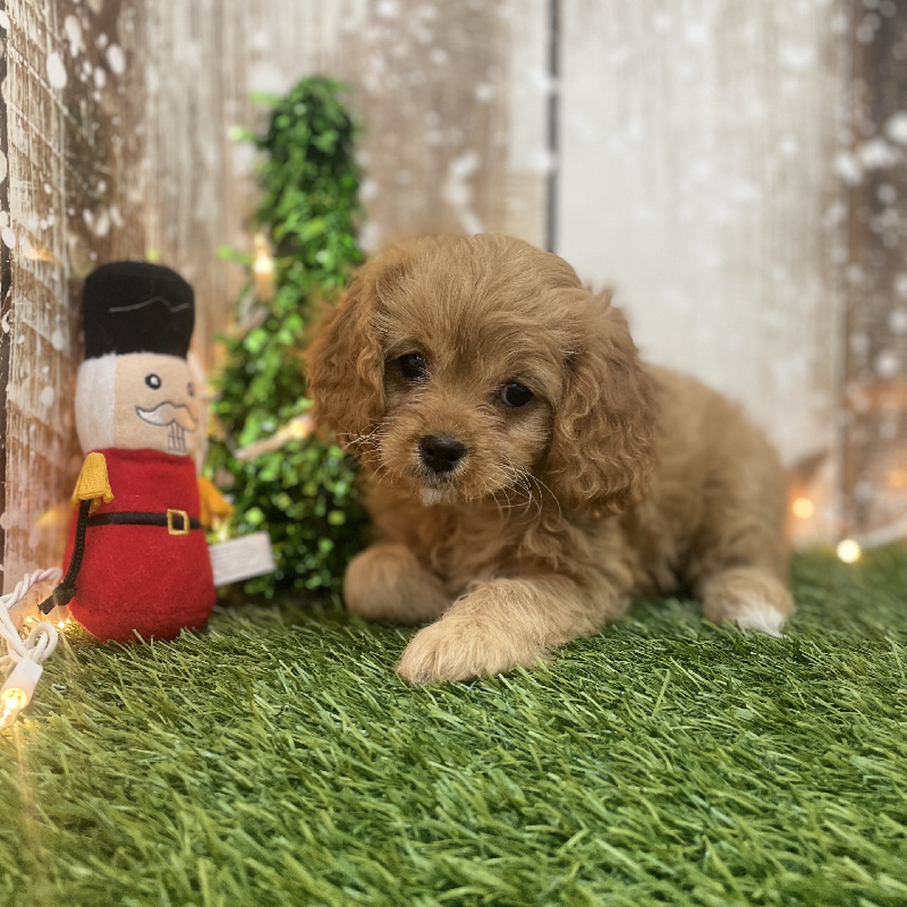 Female Cavapoo Puppy for Sale in Braintree, MA