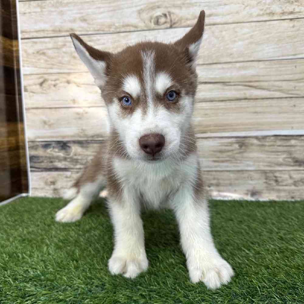 Male Siberian Husky Puppy for Sale in Braintree, MA